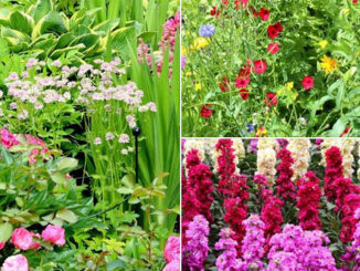 Een tuin vol bloemen