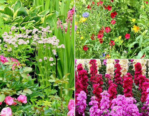 Een tuin vol bloemen Een tuin vol bloemen