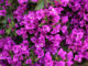 Bougainvillea