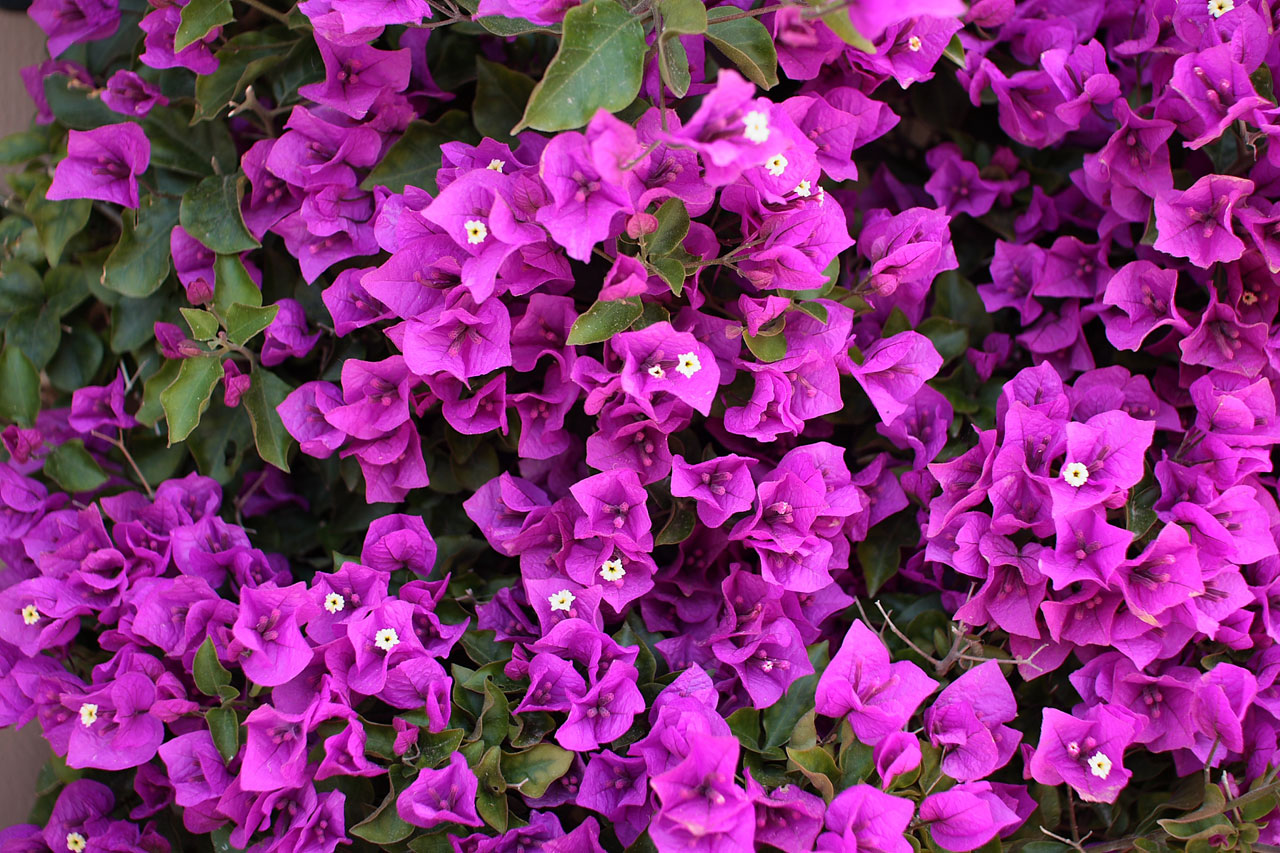 Bougainvillea