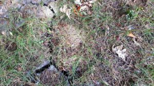 Droogte zomer 2018