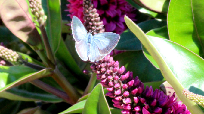 Vlinder op hebe Vlinder op hebe