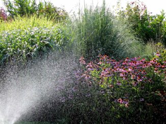 Droogte en vaste planten