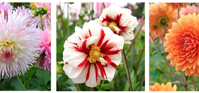 Dahlia's