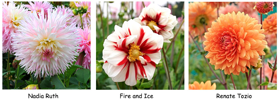 Nadia Ruth - Fire and Ice - Renate Tozio Nadia Ruth - Fire and Ice - Renate Tozio