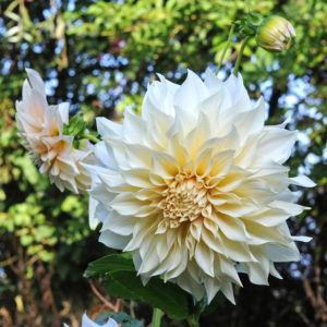 Dahlia Cafe au Lait
