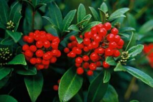 Skimmia japonica Veitchii