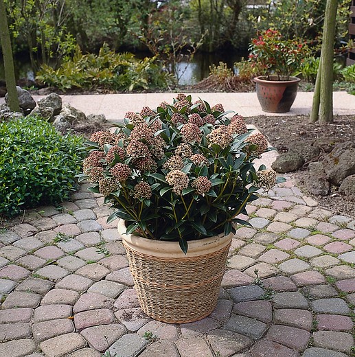 Skimmia snoeien? Tuinhappy.nl tuinblogger blogger tuin Skimmia het hele jaar mooi