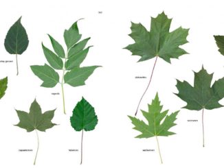 Bomen blad