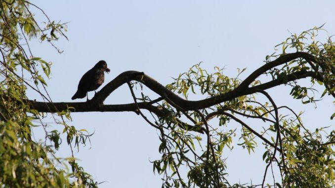Vogels in boom Vogels in boom