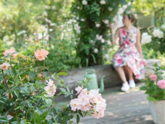 Rozen in een moderne tuin
