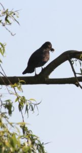 Tuinhappy.nl - vogel in boom