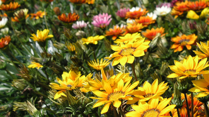 Gazania-=LR