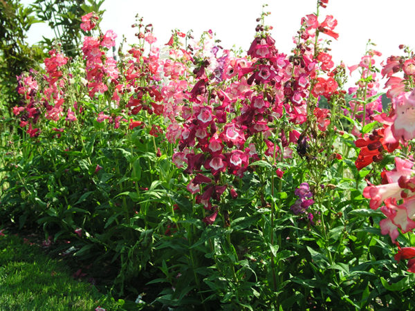 Tuin bemesten hoe waarom wanneer tips van tuinblogger TuinHappy.nl