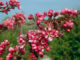 Roze bloesem
