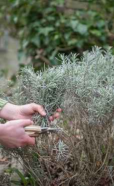 Snoeien van lavendel Snoeien van lavendel