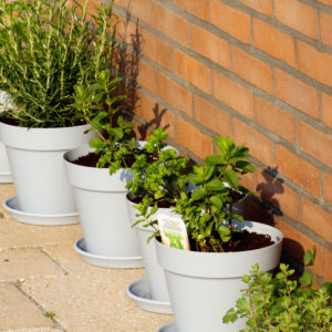 Kruiden uit eigen tuin