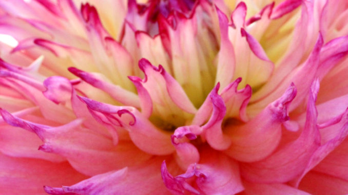 Dahlia roze spin Dahlia roze spin