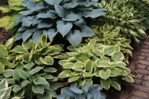 Hosta als bodembedekker