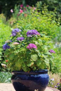 Hortensia in pot