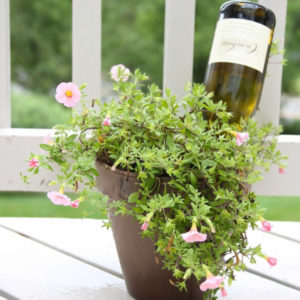 Watergeefsysteem plant in pot