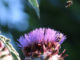 Kardoen distelplant sierdistel