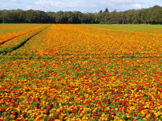 Tagetes tegen aaltjes