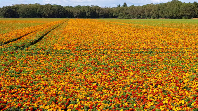 Tagetes tegen aaltjes Tagetes tegen aaltjes