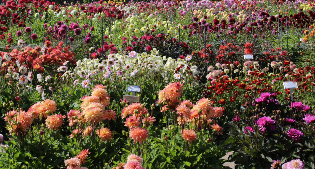 Dahlia's in De Tulperij