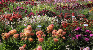 Dahlia's in De Tulperij