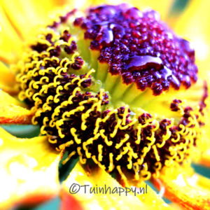 Helenium macro