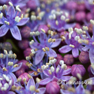 Hortensia Macro opname
