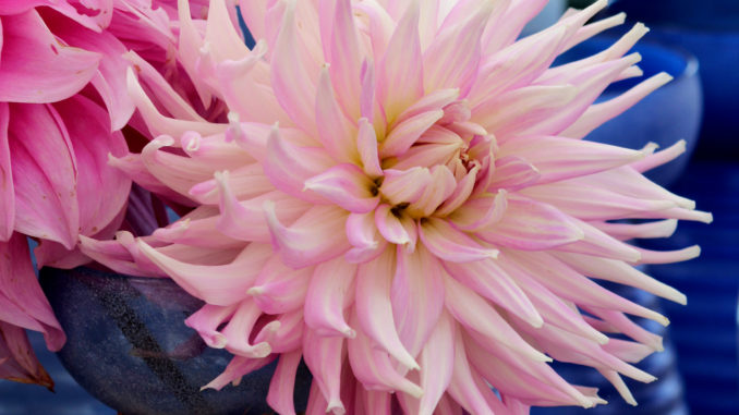 Tuinhappy - Dahlia 03