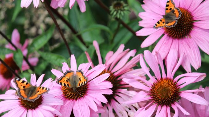 Echinacea trekt vlinders aan Echinacea trekt vlinders aan