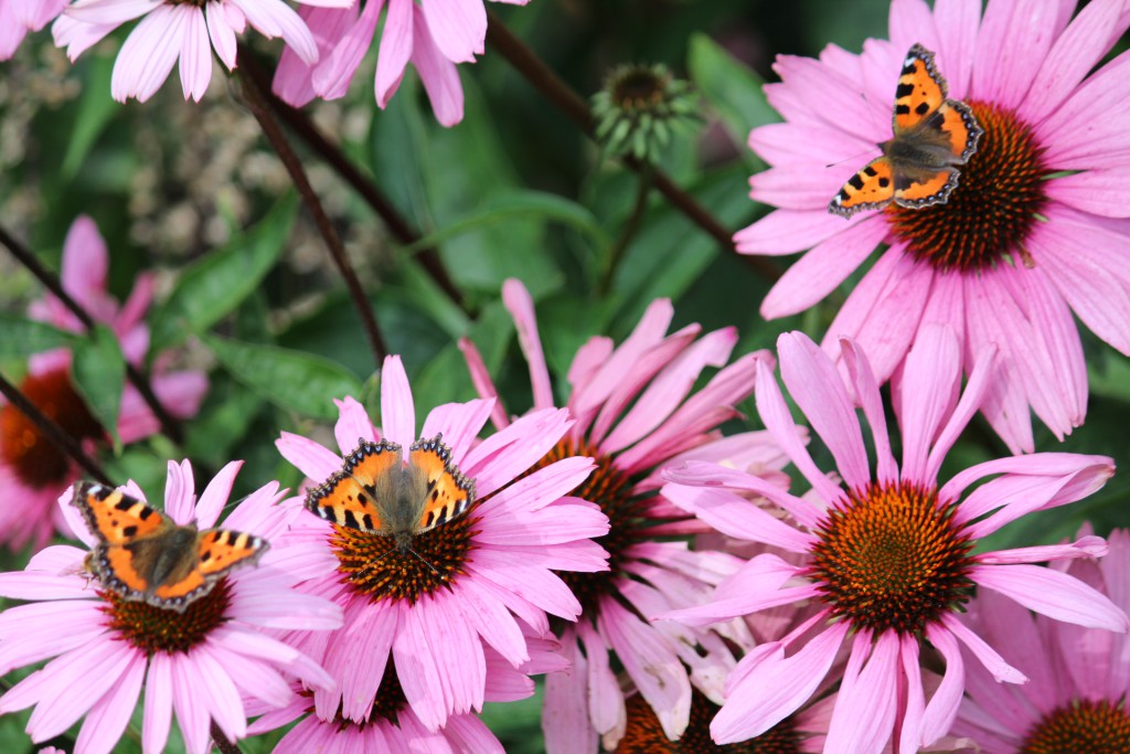 Echinacea trekt vlinders aan