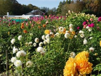 Dahlia showtuin in Heemstede
