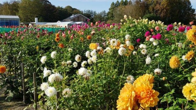 20191024_142111 Dahlia showtuin in Heemstede