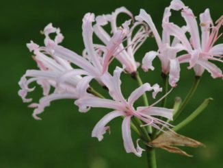Nerine in bloei