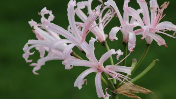 Nerine in bloei Nerine in bloei