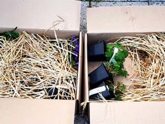 Tuinplanten via internet kopen