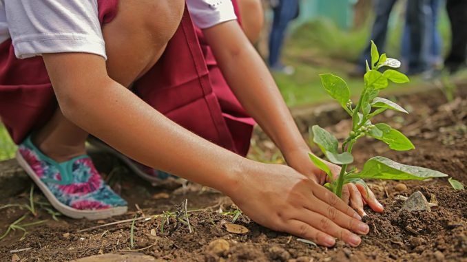 aanplanten Aanplanten