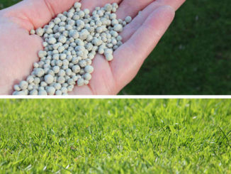 kalk op gras strooien