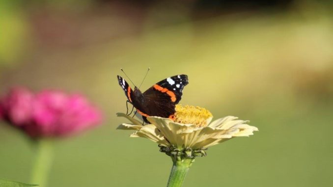 Vlinder- en bijenplanten Vlinder- en bijenplanten