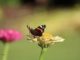 Vlinder- en bijenplanten