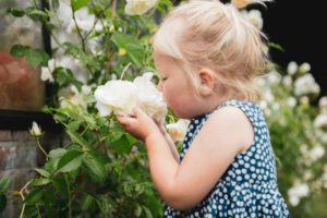 Gardenista roos kind (Frits Hoogers)