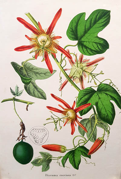 Botanische Kunst