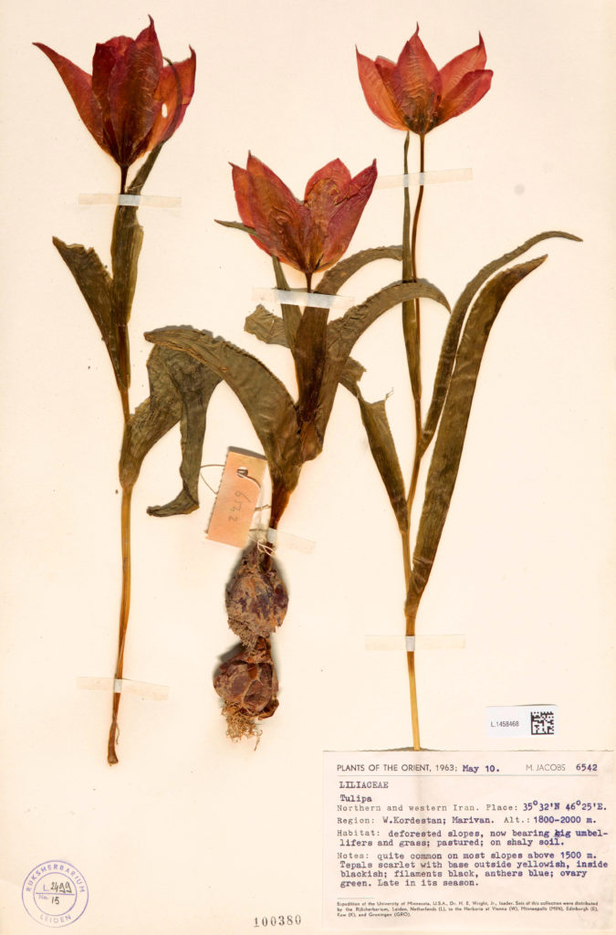 Tuinhappy.nl - herbarium Naturalis - tulipa