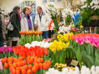 Lentetuin Breezand