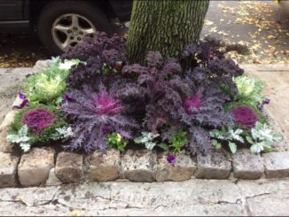 Guerilla Gardening