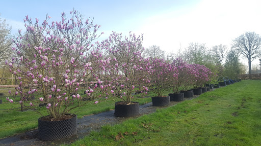 Tuinhappy.nl - Magnolia - tulpenboom